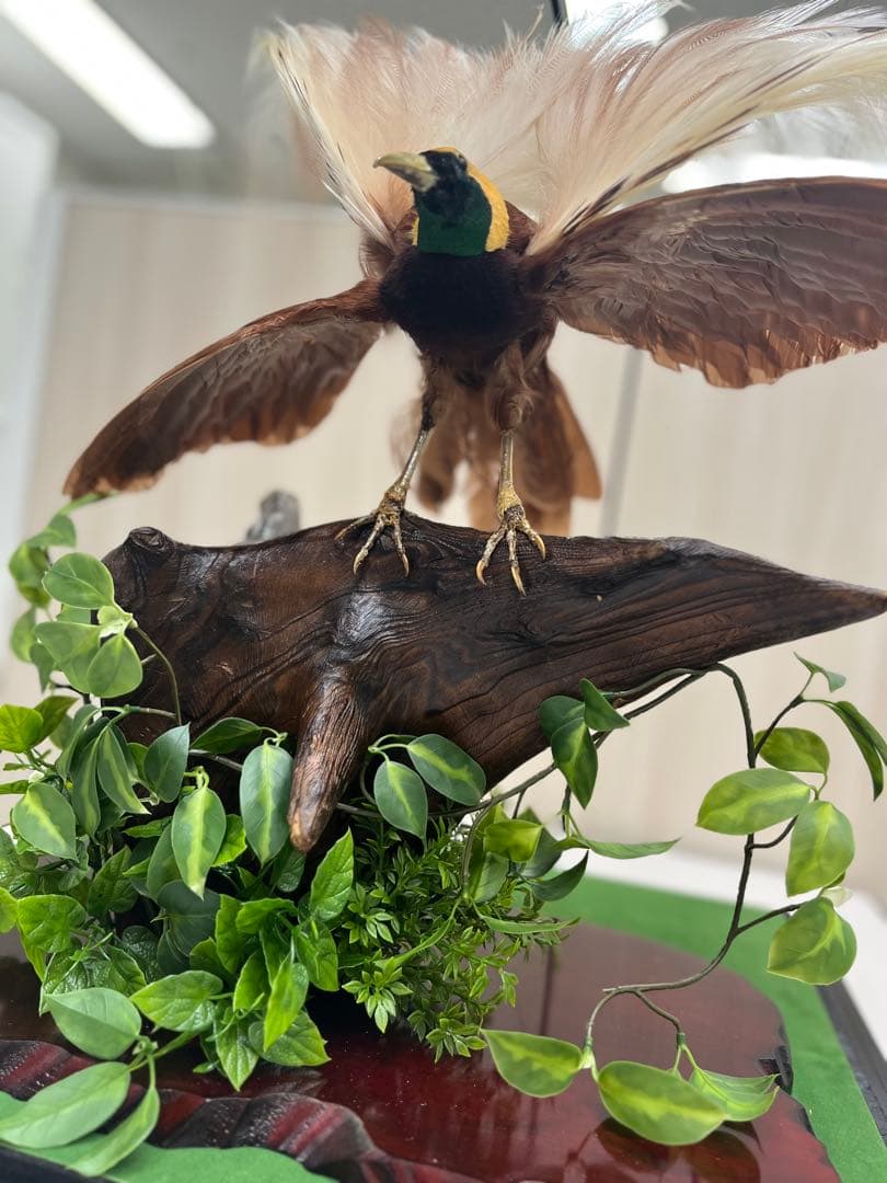 淡*雪様 鳥の標本 極楽鳥 インドネシア 剥製 - メルカリ