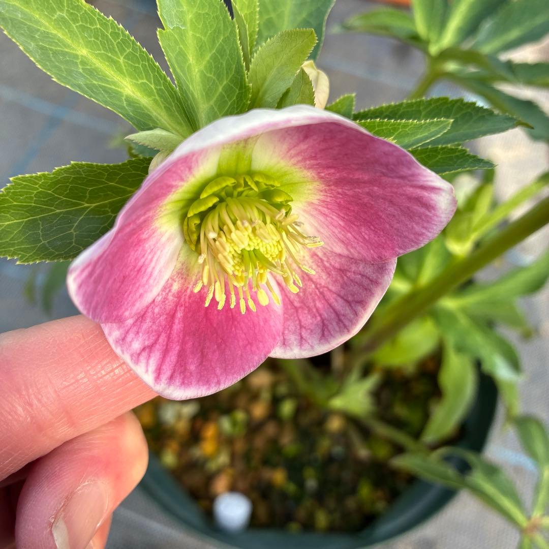 クリスマスローズ　7寸　パステリッシュ　親株 大和園】 クリスマスローズ 『グリーンパステリッシュ』 2024 【No.53