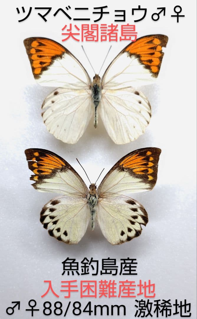 稀産地】ツマベニチョウ♂♀標本☆尖閣諸島☆産88/84mm近年入島自由に