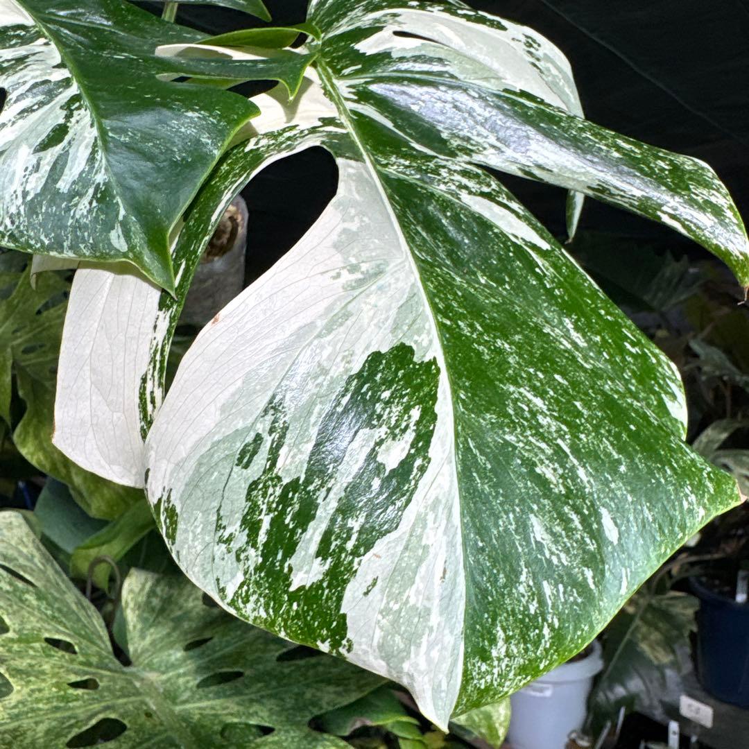 ALB8 モンステラ ボルギシアナ アルボ ホワイトタイガー白斑 健康