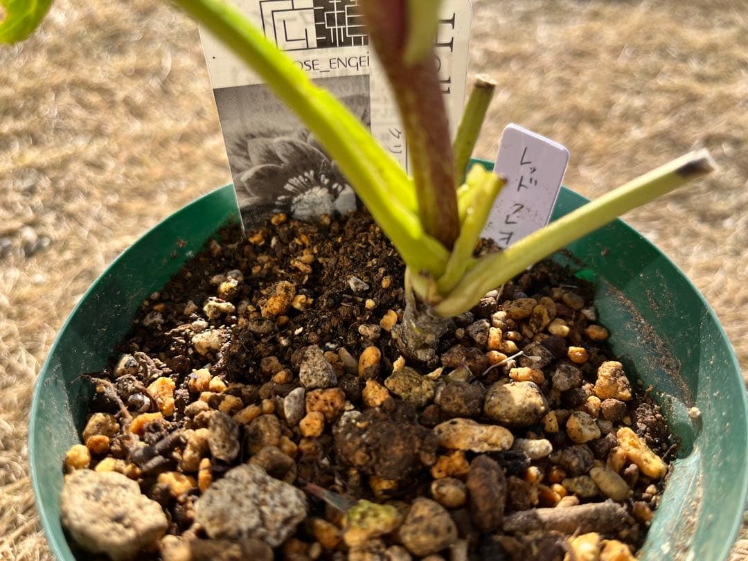 クリスマスローズ 認定 レッドクレオパトラ 株分け