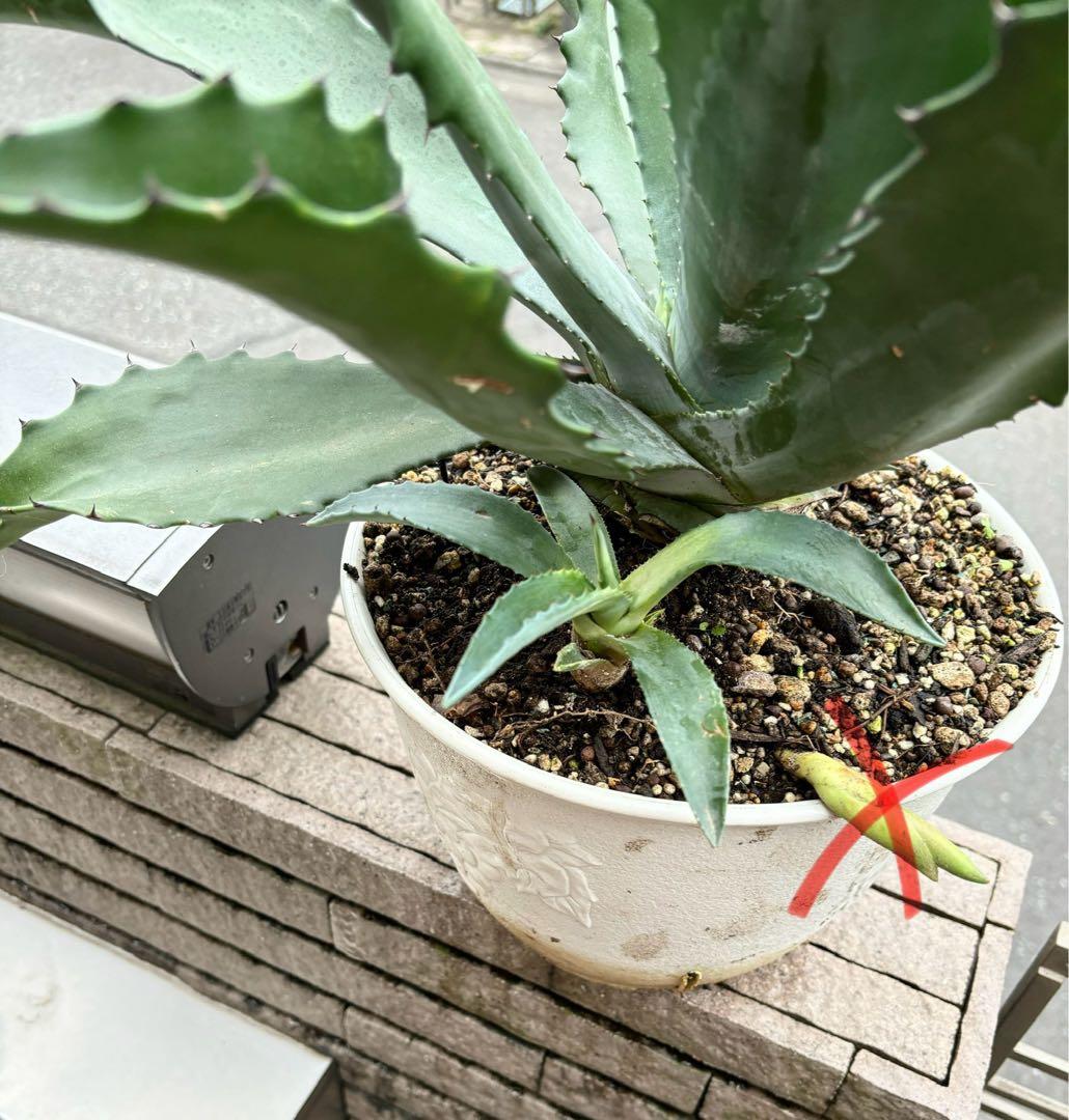 Agave アガベ サルミアナ フェロックス ローガンカルホーン カキコ1点