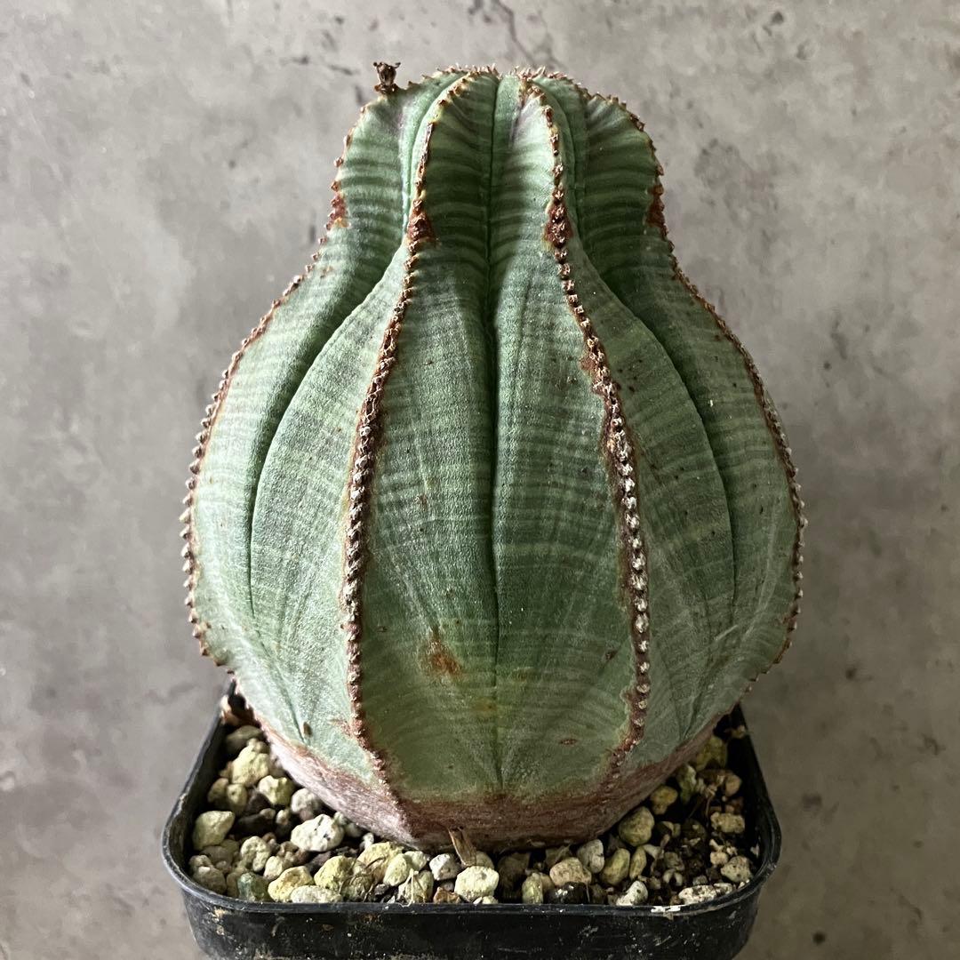 42E 多肉植物 ハオルチア rose goldオブツーサ錦糊斑