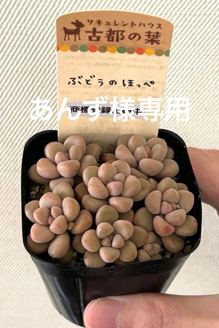 古都の葉さん ぶどうのほっぺ メルカリ便 札付き・抜き苗 - メルカリ