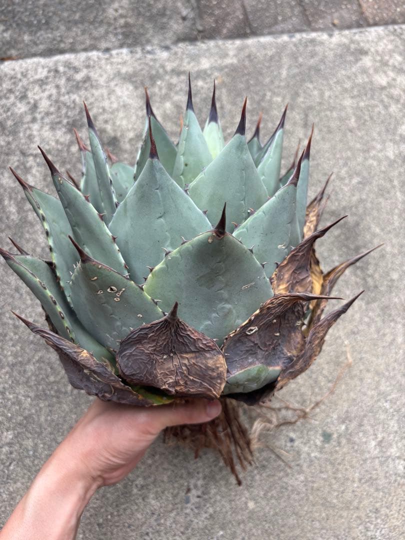 アガベ パリーハイブリッド 検索 リップルエフェクト オリザバ 吉祥天