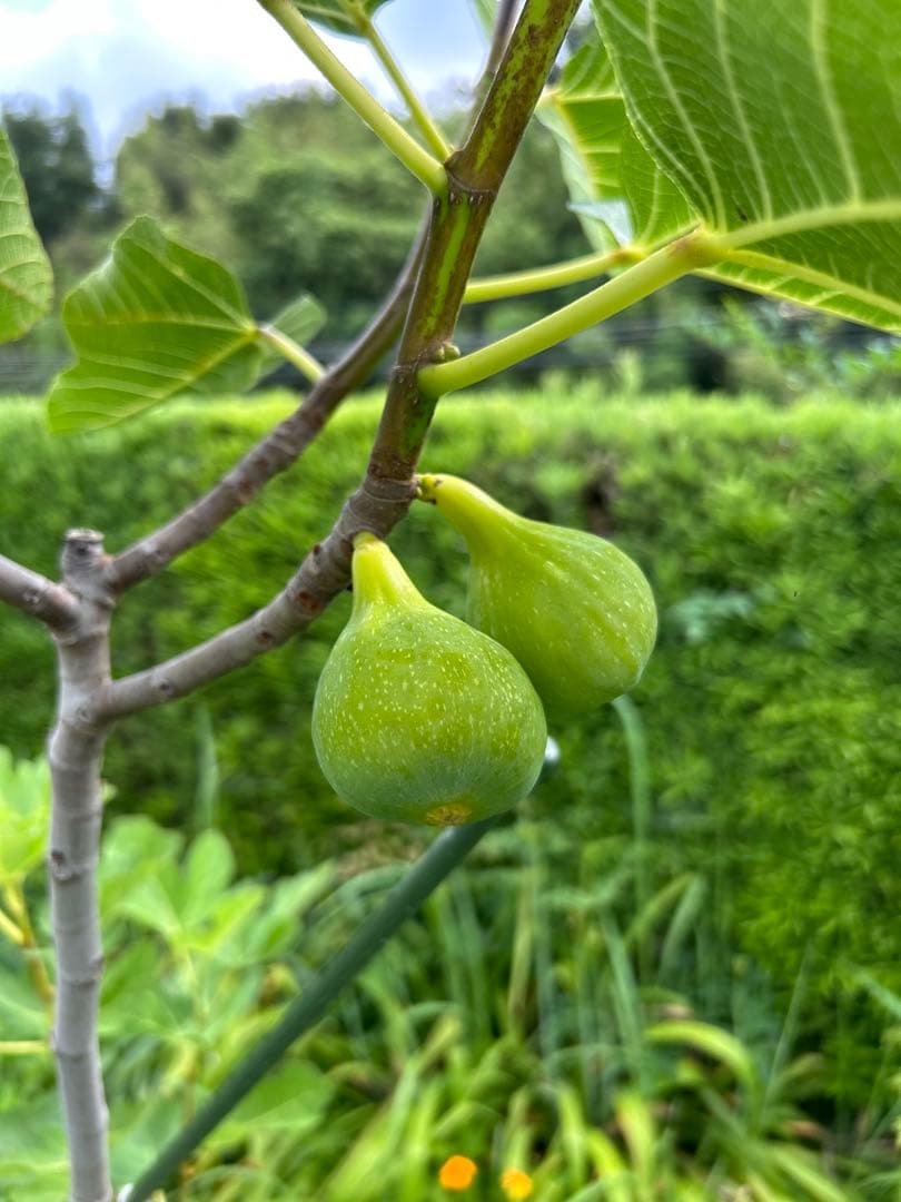 イチジク 穂木12品種セット - メルカリ