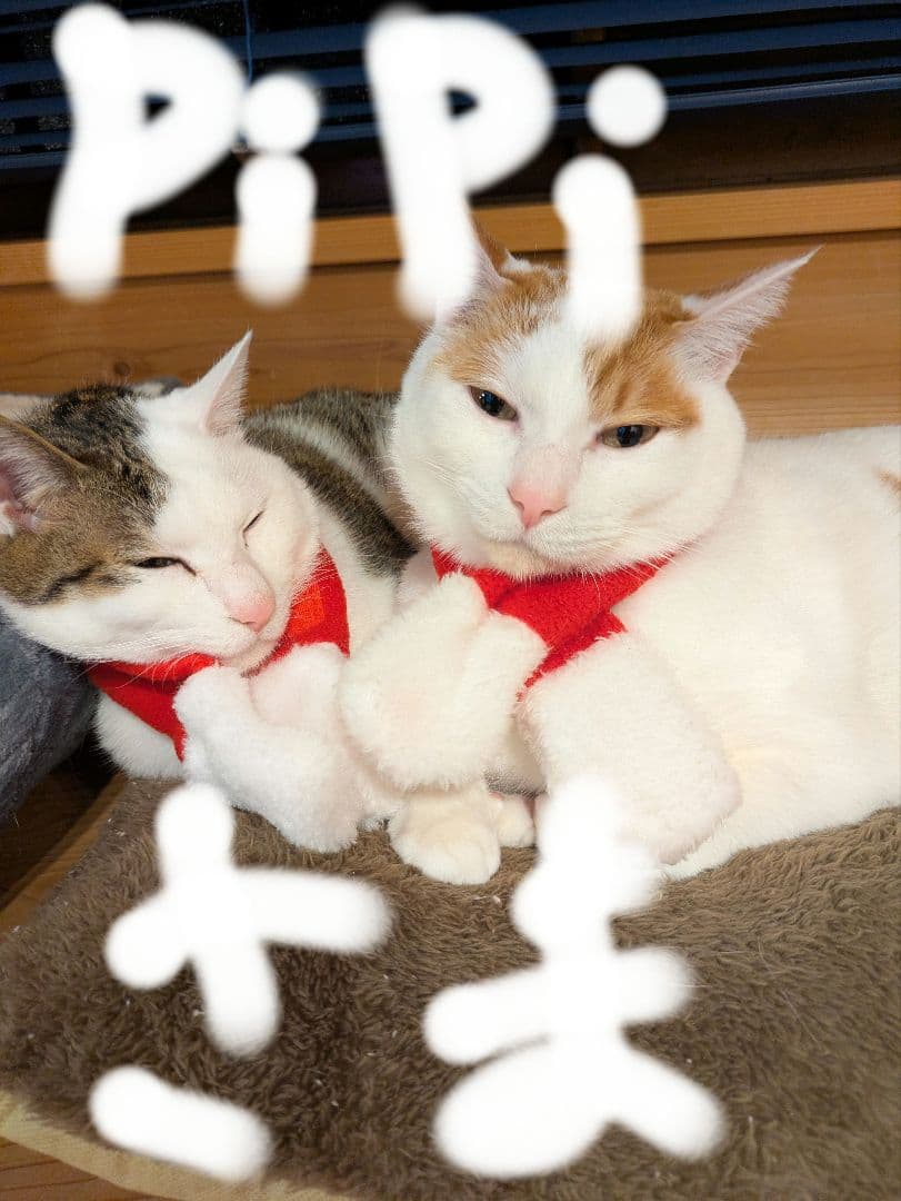 ソワーニュお化粧水2本 SOIGNE｜CPコスメティクス