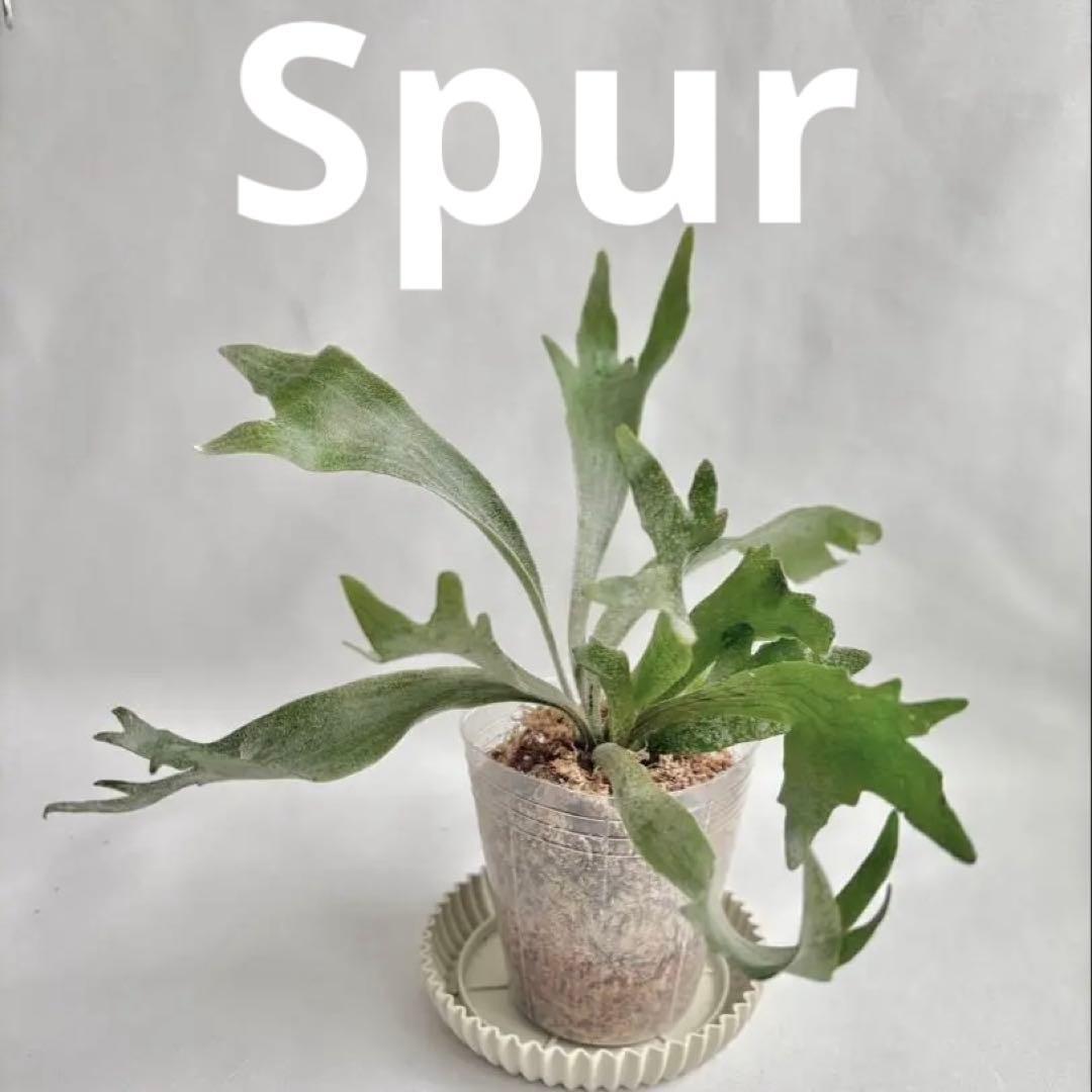 ビカクシダ P.willinckii 'OMG' 前葉体・胞子体