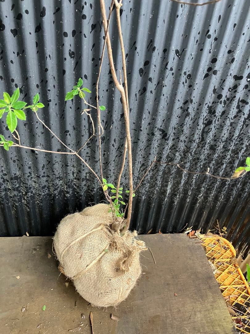 山採り バイカツツジ 3の通販はau PAY マーケット - 輸入雑貨のネット