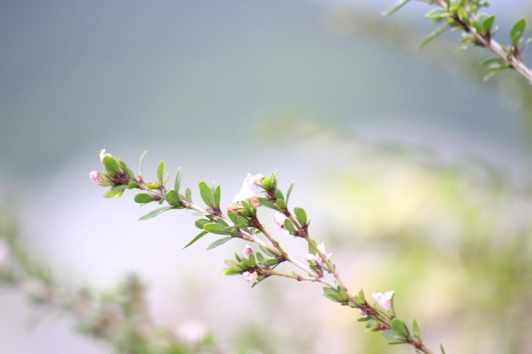 現状撮影OK❣️ Canon EF-S 55-250mm f/4-5.6 IS
