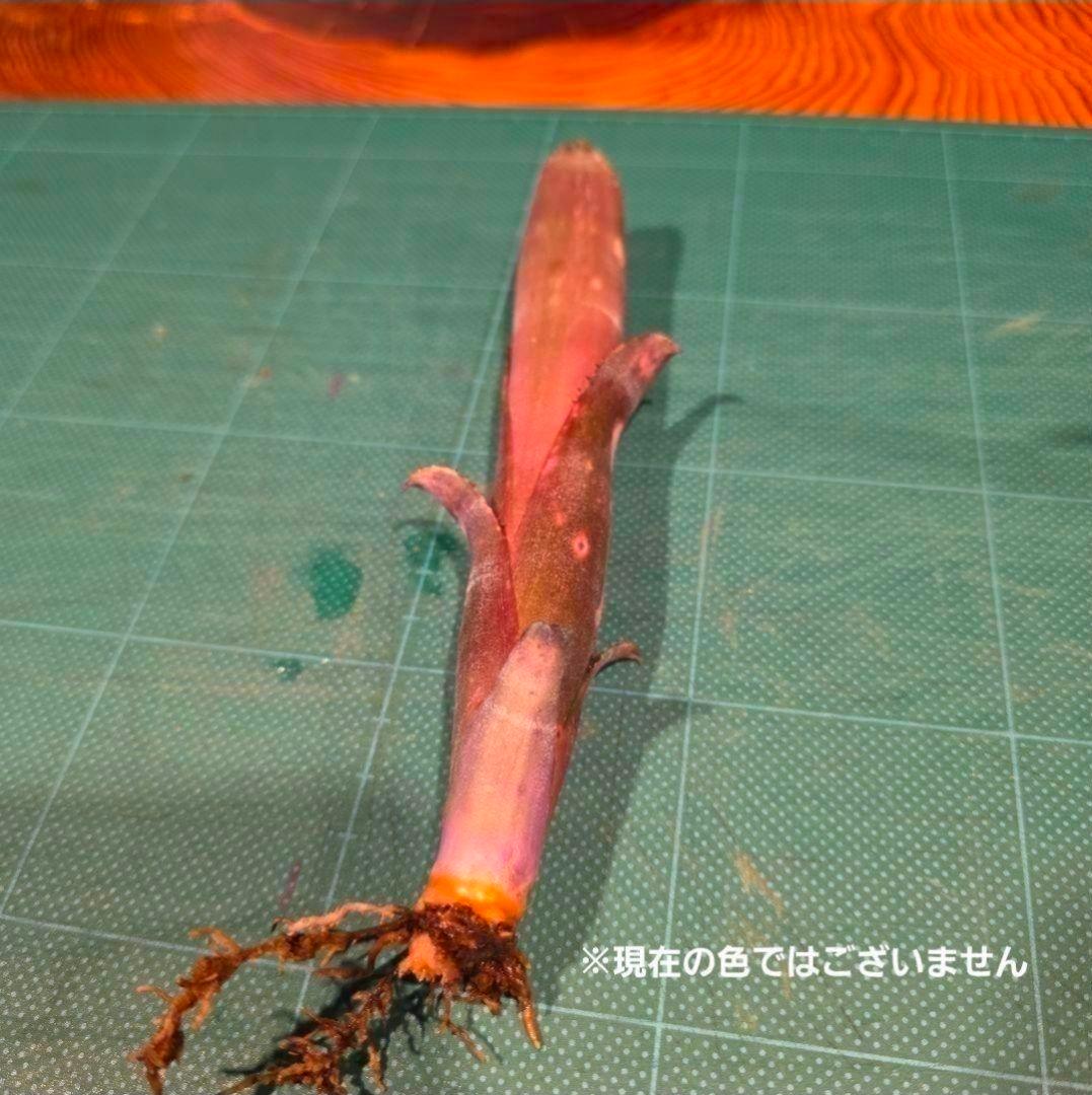 ビルベルギア ディッピンドッツ】孫株出そうな突起付き♪発根済