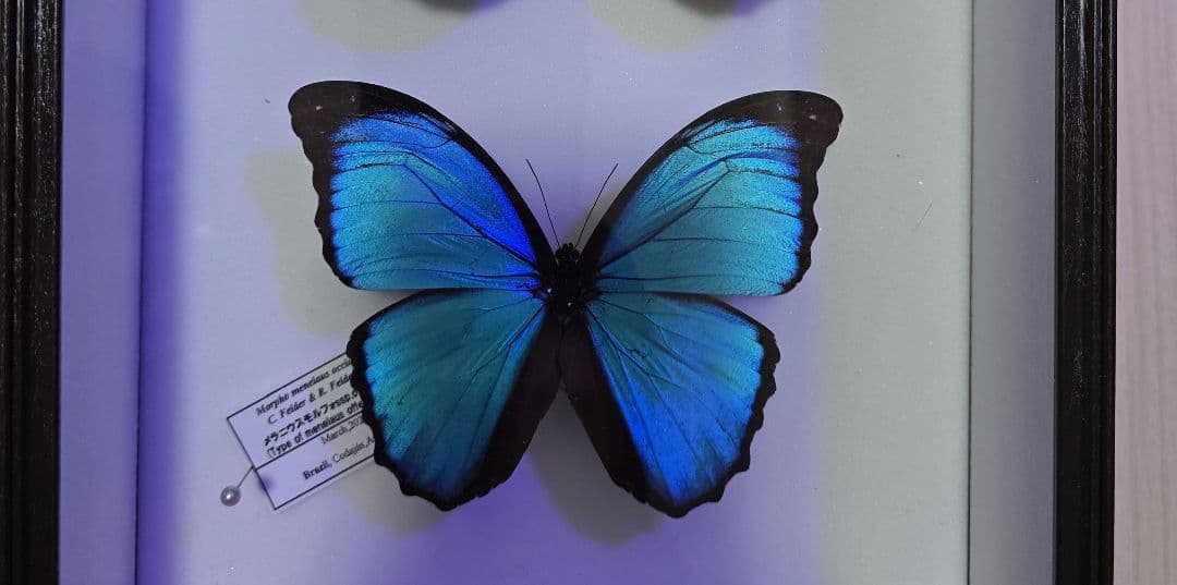 メラニウスのみ 箱無し 5557-03R2-210|日本モレックス合同会社（ニホンモレックス）|丸紅エレ