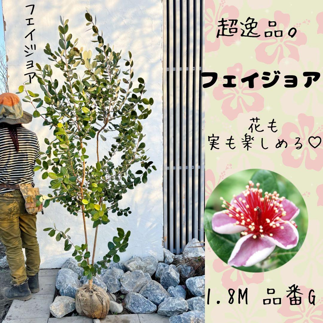 超逸品。フェイジョア1.8M(鉢底から)品番G - メルカリ