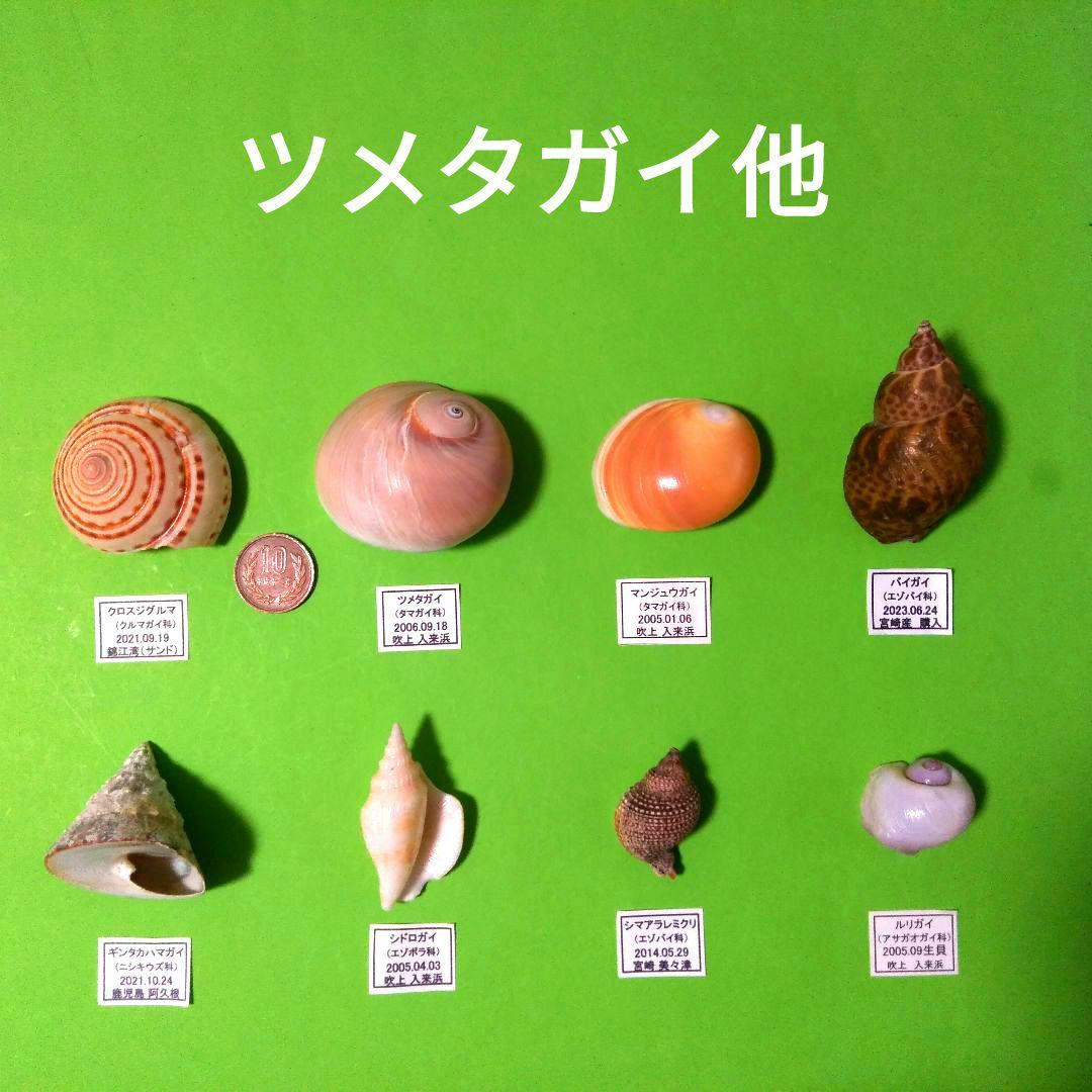鹿児島県内で採集した「中型の貝殻20種類」 - メルカリ