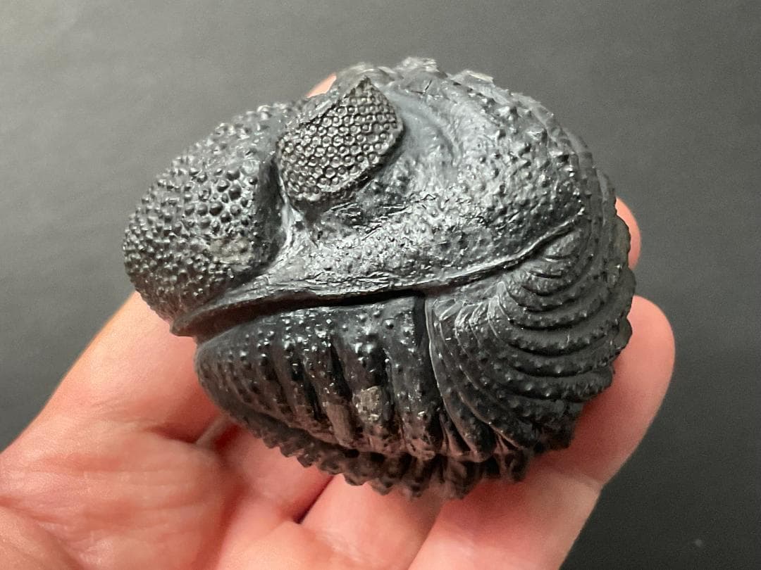 ドロトプス・メガロマニクス [PH59] 三葉虫 化石 - メルカリ