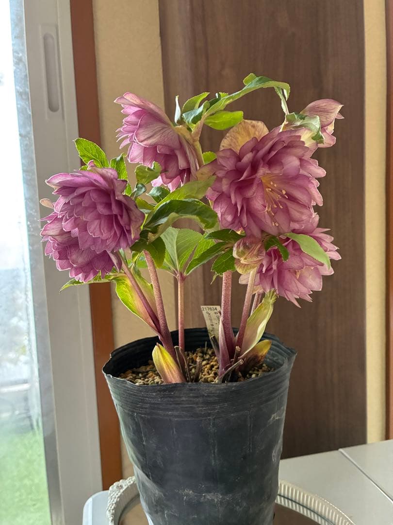 ♡加藤農園♡豪華ボリュームDDピンクゴールド白抜け横向き