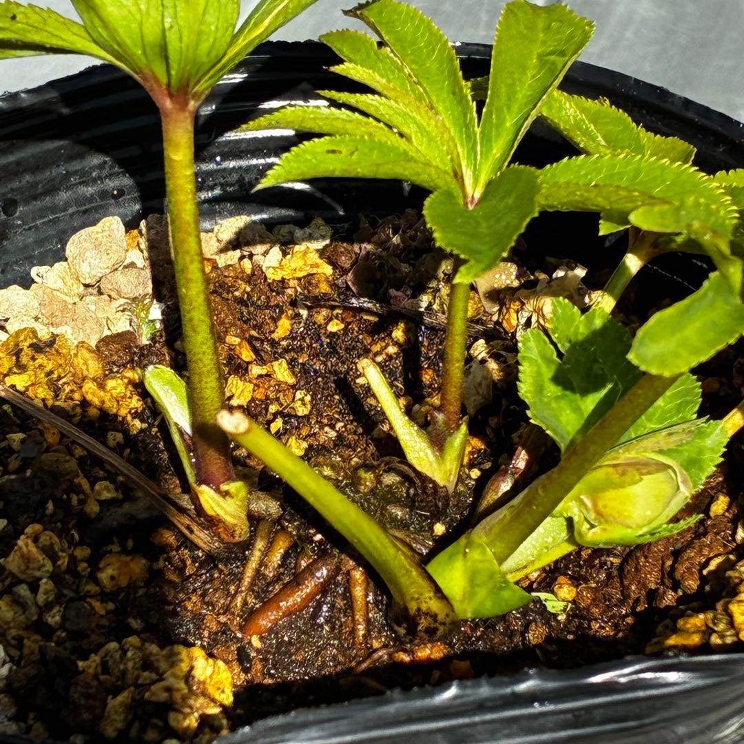 植*鑑様 3564☘️蕾花付き☘️⭐️超希少⭐️一茶⭐️コロコロ小輪⭐️キープカ