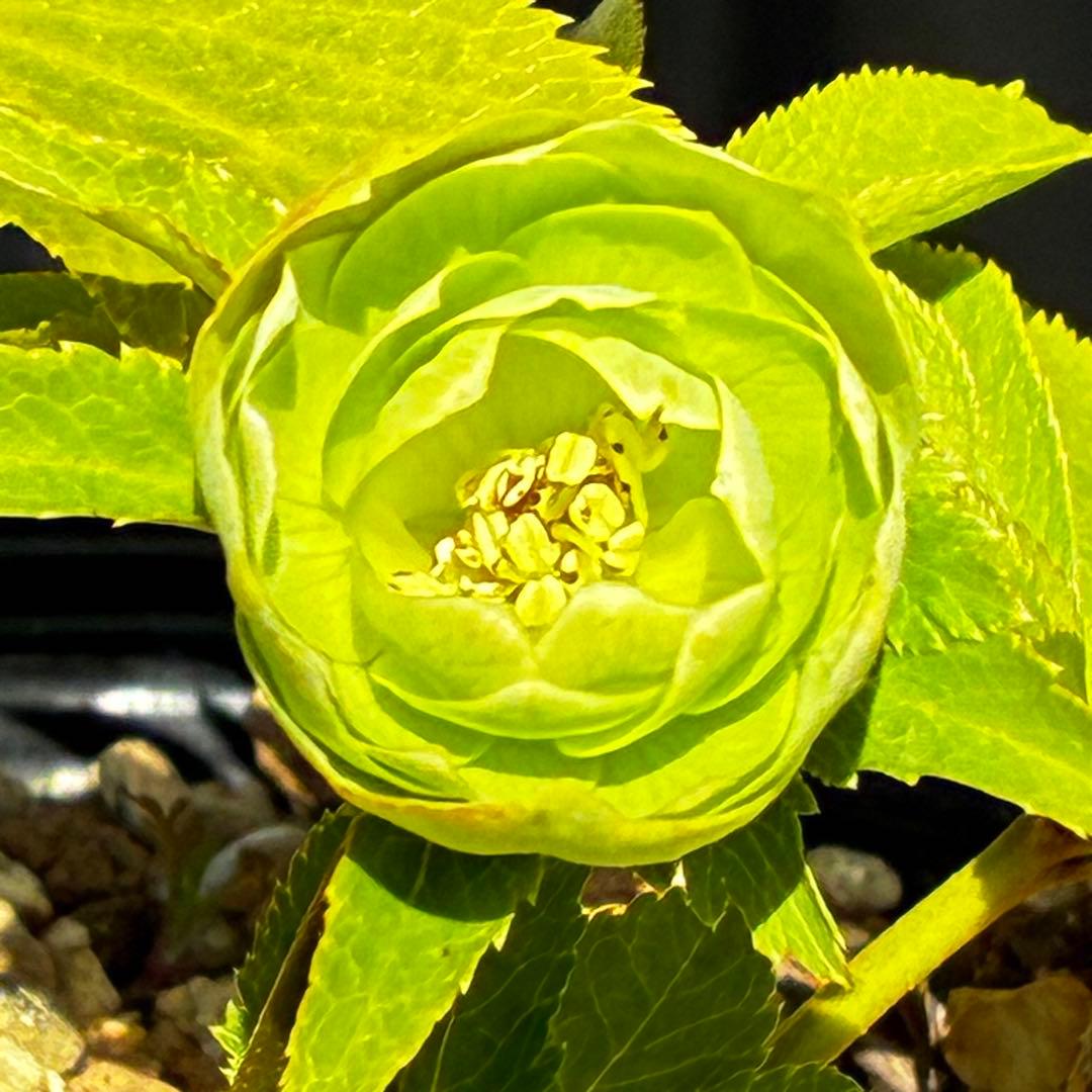 植*鑑様 3564☘️蕾花付き☘️⭐️超希少⭐️一茶⭐️コロコロ小輪⭐️キープカ