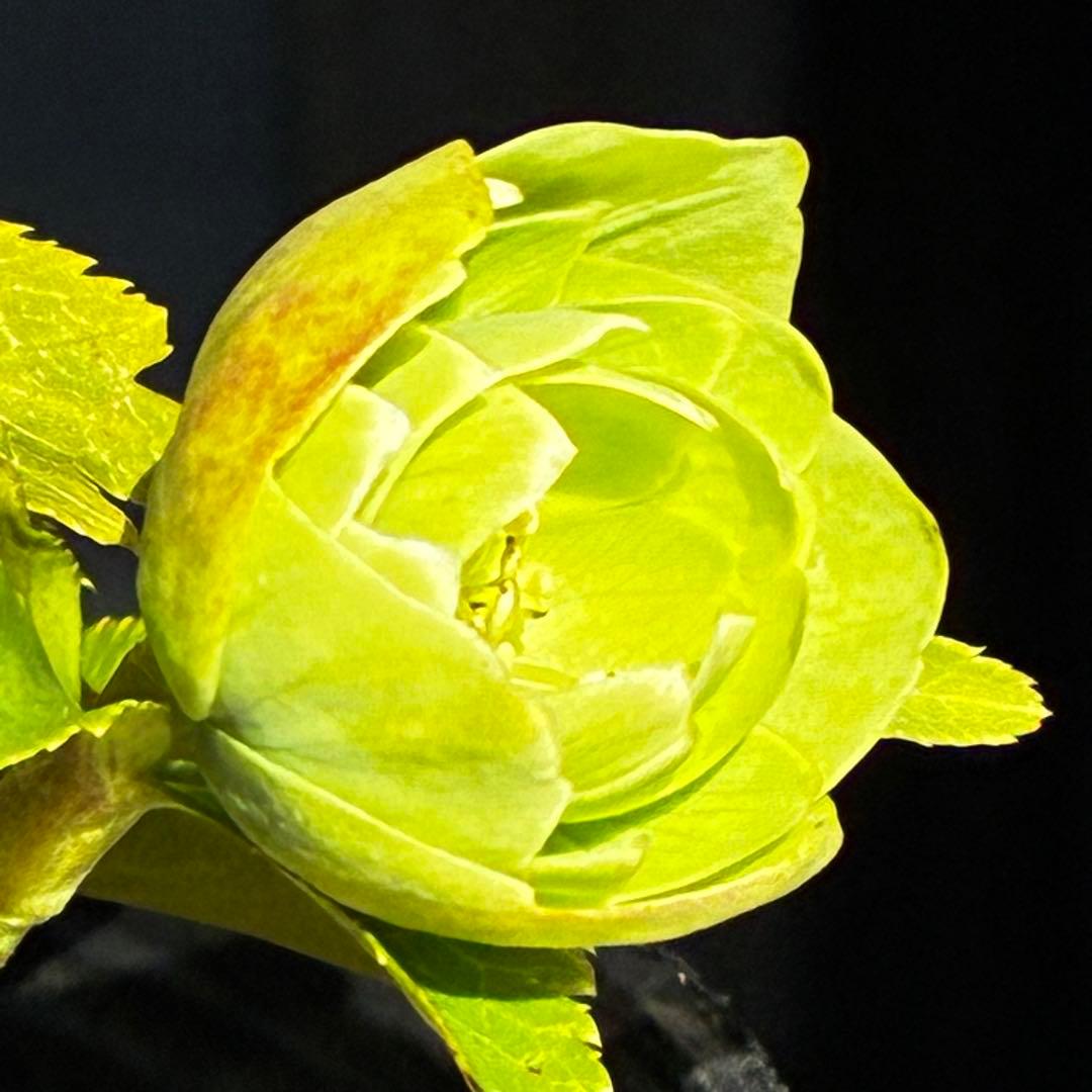 植*鑑様 3564☘️蕾花付き☘️⭐️超希少⭐️一茶⭐️コロコロ小輪⭐️キープカ