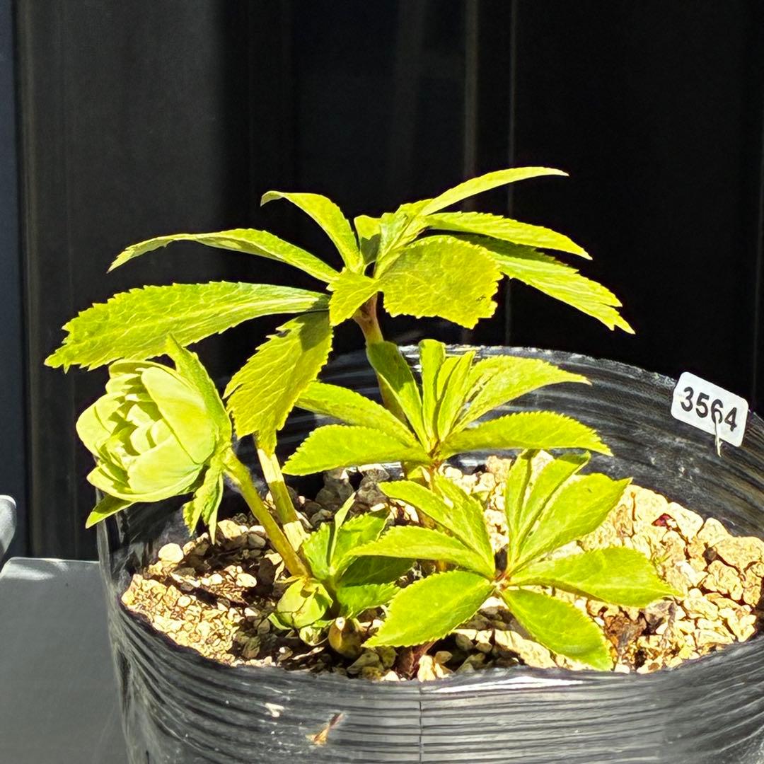 植*鑑様 3564☘️蕾花付き☘️⭐️超希少⭐️一茶⭐️コロコロ小輪⭐️キープカ