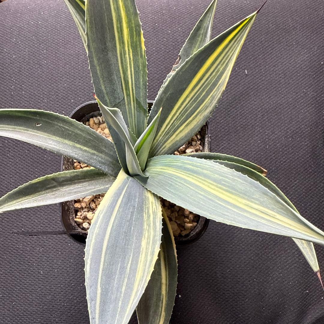 サ*ク様 アガベ　ウェベリー　縞斑 サ*ク様 アガベ ウェベリー 縞斑