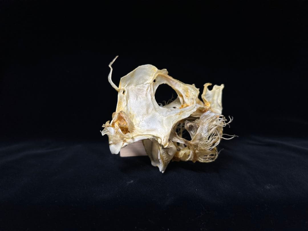 ギンザメ 骨格標本 ギンザメの骨格標本が完成しました。 今回はオス個体なので頭について