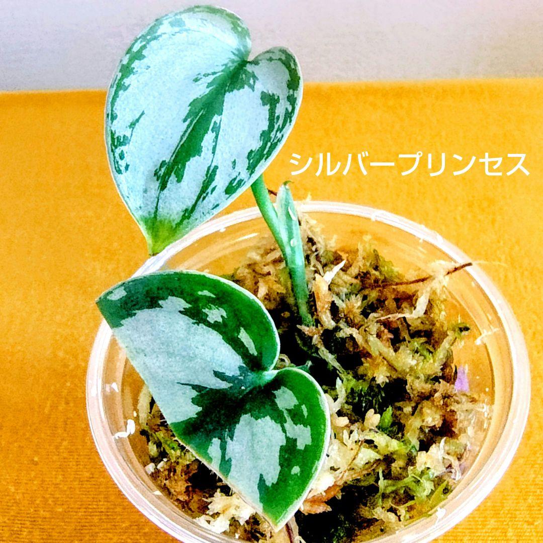 訳あり特価】スキンダプサス3種セット - メルカリ