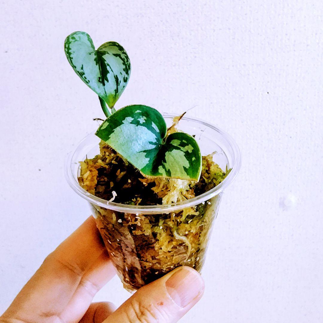 訳あり特価】スキンダプサス3種セット - メルカリ