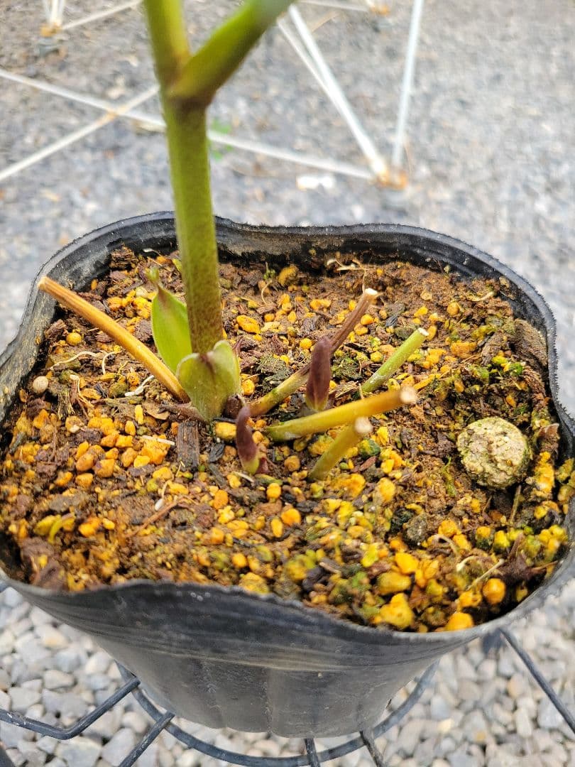 横山園芸 クリスマスローズ 小輪 ピンクダブル - メルカリ