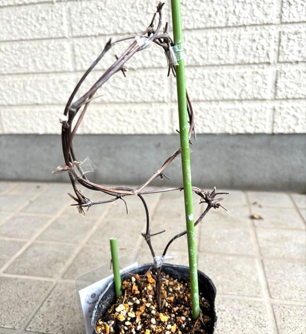 クレマチス 苗 マクロペタラウェッセルトン アトラゲネ系 宿根草