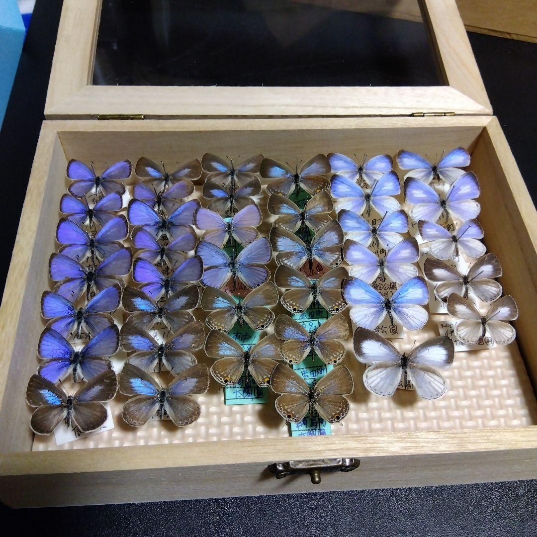 hirohiroシジミチョウセット $_57.JPG?set_id=880000500F