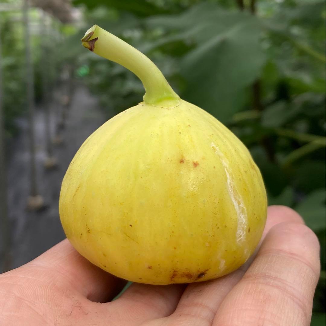 Sarga Orias 穂木 イチジク - メルカリ