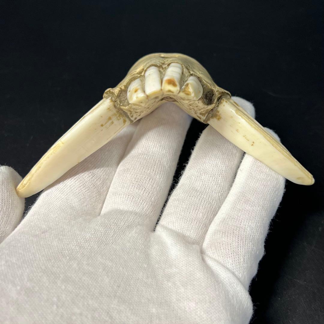 ◎古道具 庵々◎江戸-明治期 獣牙根付□提げ物山伏猟師魔除け呪物