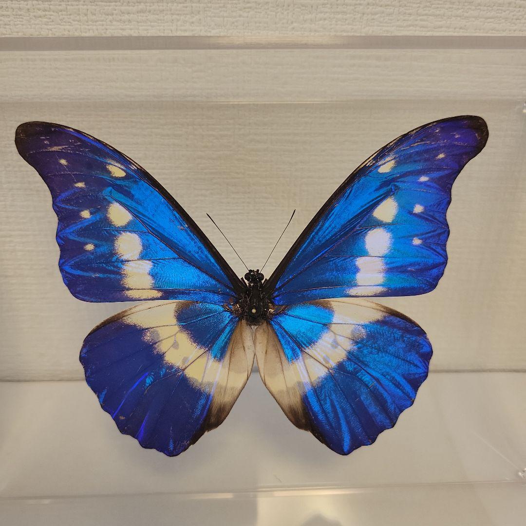 蝶の標本　熱帯の宝石(珍珍) 蝶の標本 熱帯の宝石(特珍) - メルカリ