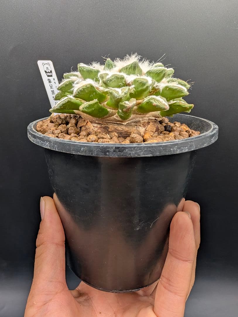 タ*カ様 象足黒牡丹 実生 鉢植え メルカリ便送料込み