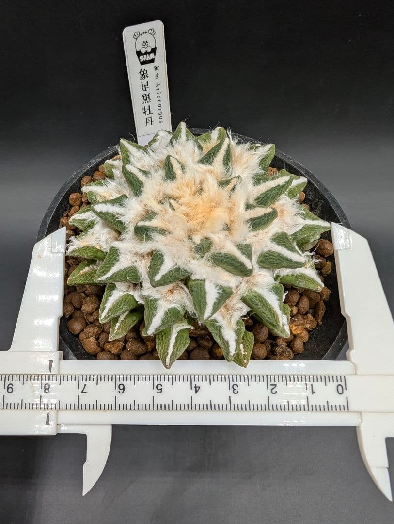 タ*カ様 象足黒牡丹 実生 鉢植え メルカリ便送料込み