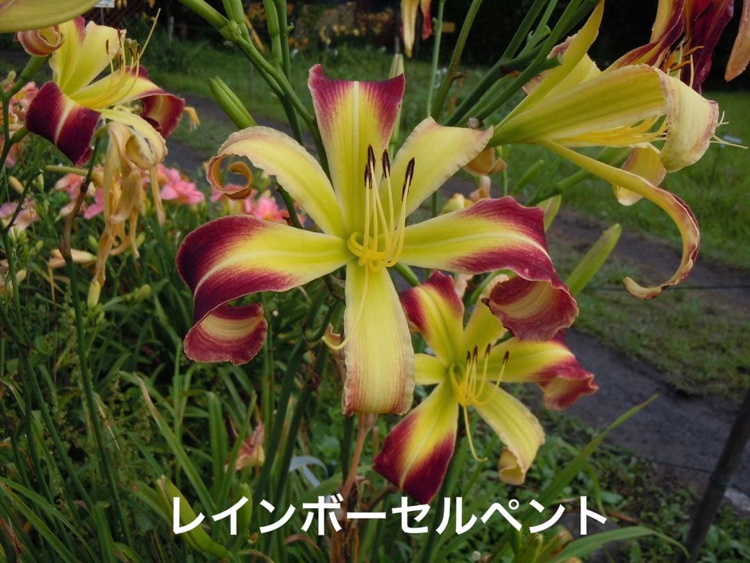 なおマロン様専用 ヘメロカリス3品種セット - メルカリ