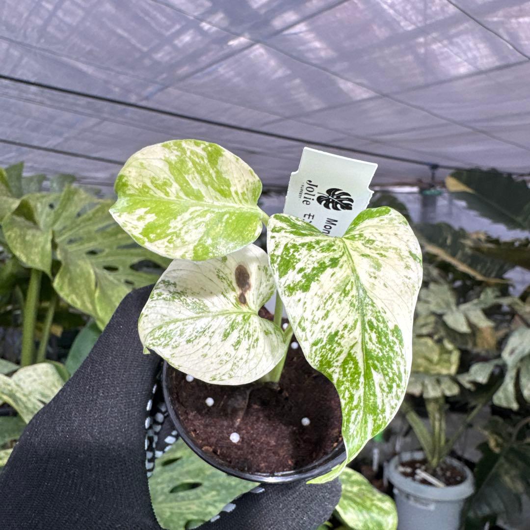 5モンステラ デリシオーサ ホワイトモンスター 天津蘭 - メルカリ