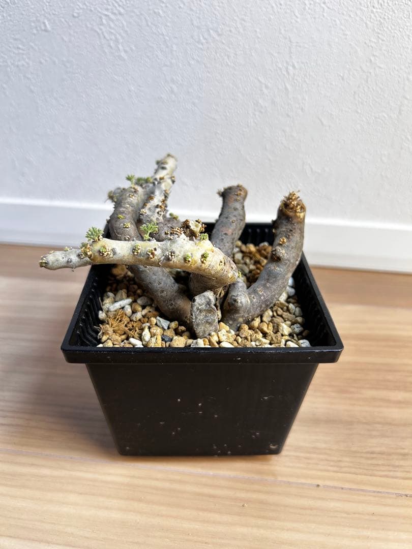 ココスヤシ 根鉢上から130センチ