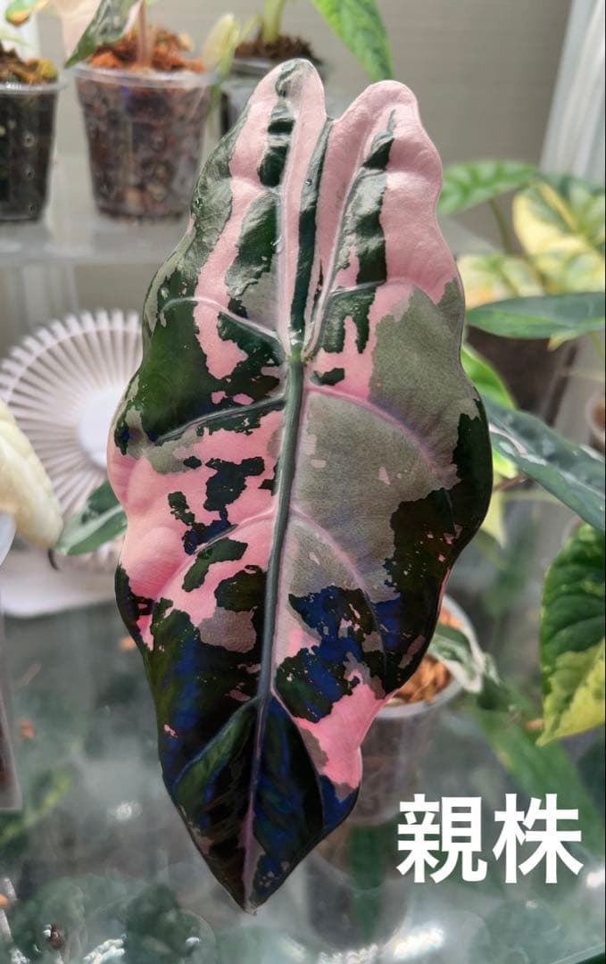 芋】 アロカシア シャントリエリ ピンク 斑入り