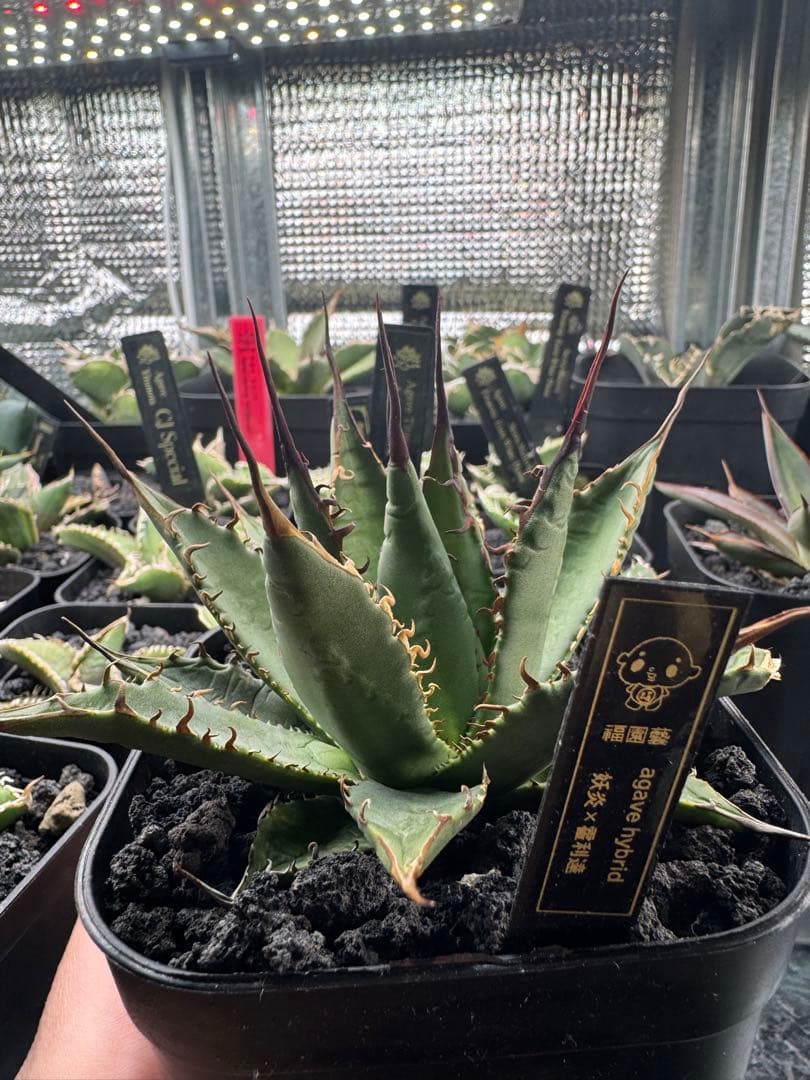 アガベ ハイブリッド 妖炎×霍利達 検）妖姫 妖帝 妖霍利 エボリスピナ