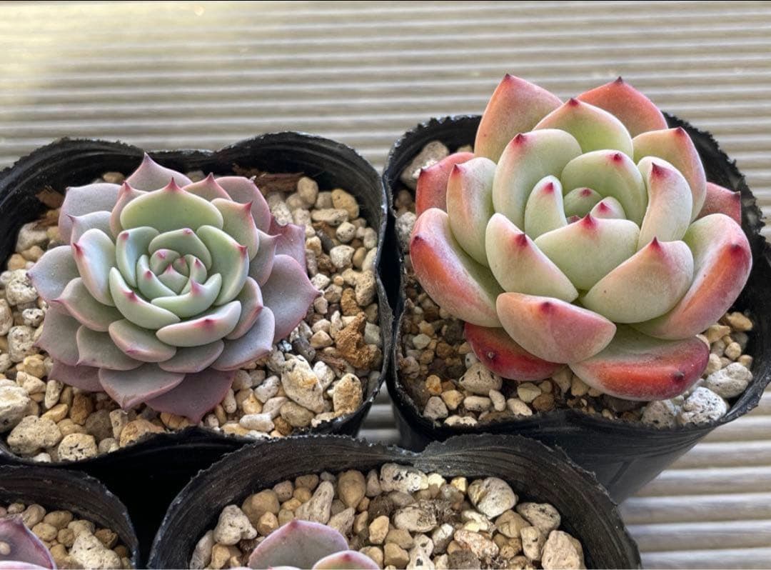 桜子　サンセットグレイ　雪つぼみ　紫紺の矢　恋煩い　ももりん　他　多肉植物