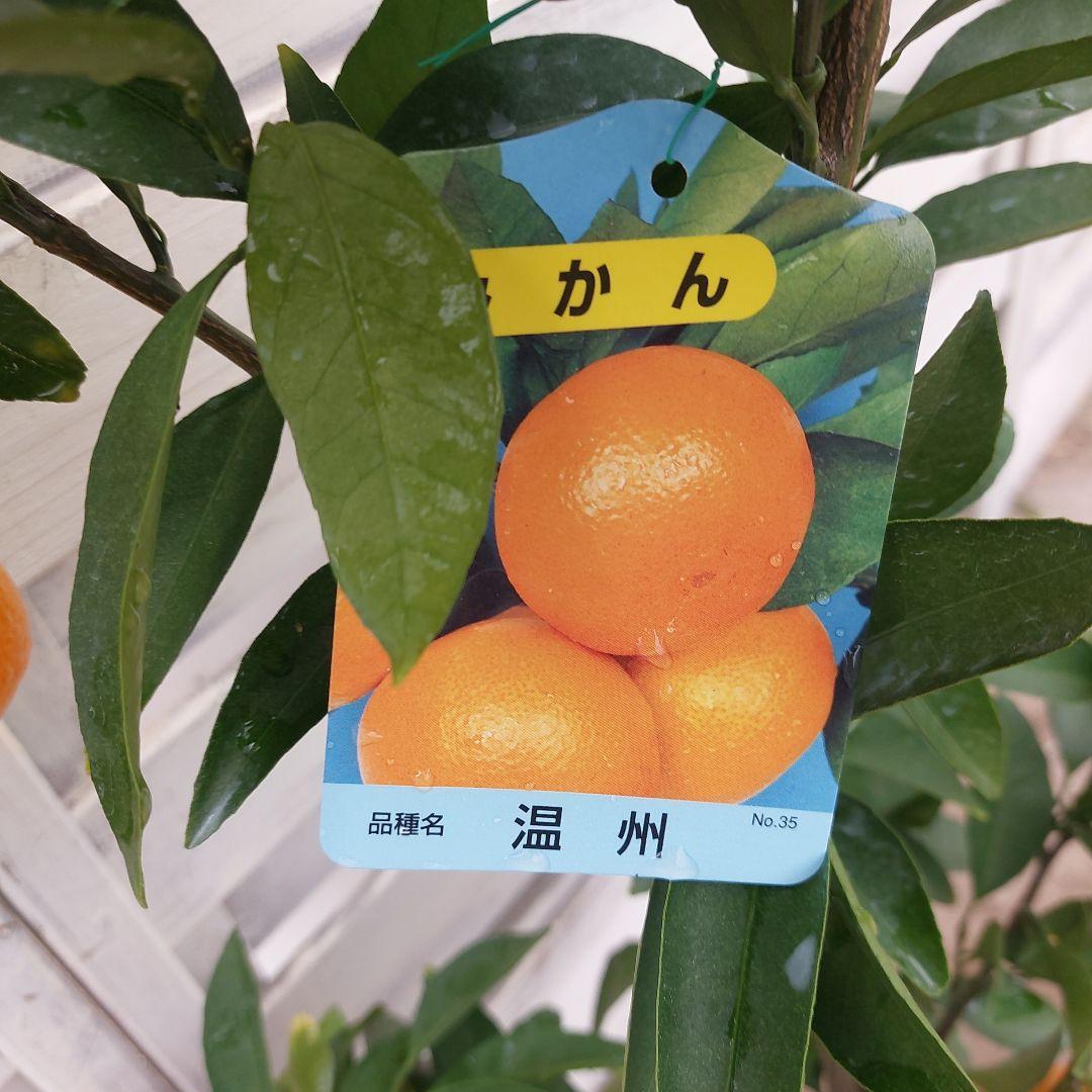 日南N1 極早生 4年生 実つき！ - メルカリ