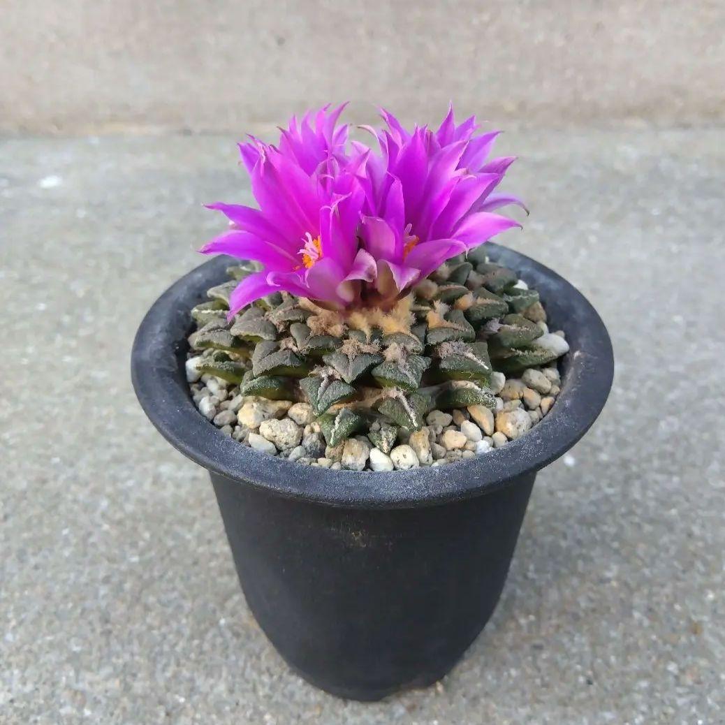 ☆サボテン 黒牡丹 自家繁殖苗 実生苗 鉢付き速達配送 - メルカリ