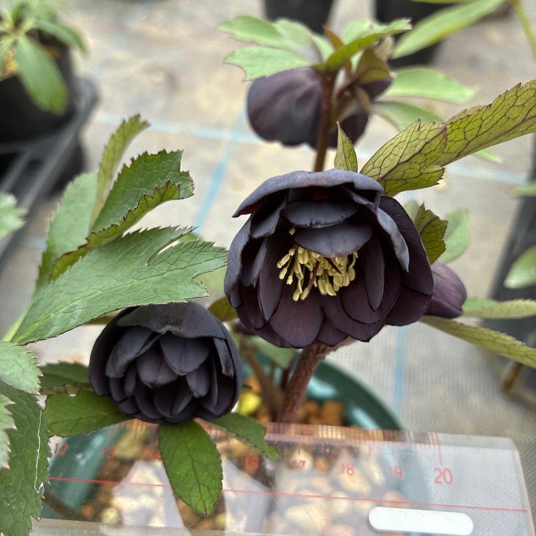 クリスマスローズ 小輪ブラック 赤軸 5寸 - メルカリ