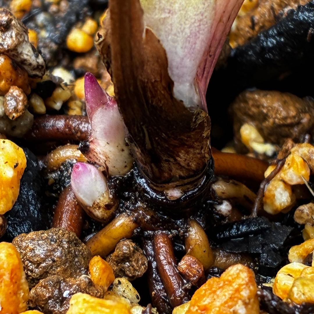 ヘ*6様 3565☘️蕾花付き☘️極上☘️⭐️小輪⭐️ ハートSD⭐️オーレア⭐