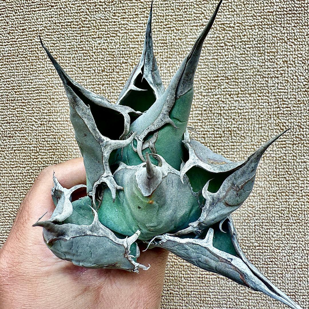 u*4様 【ZZ_plants】W950アガベ チタノタ 蜘蛛 極上強棘 極美極 Yahoo!オークション - A56-15 アガベ チタノタ 蜘蛛/クモ 強棘 狂刺 極