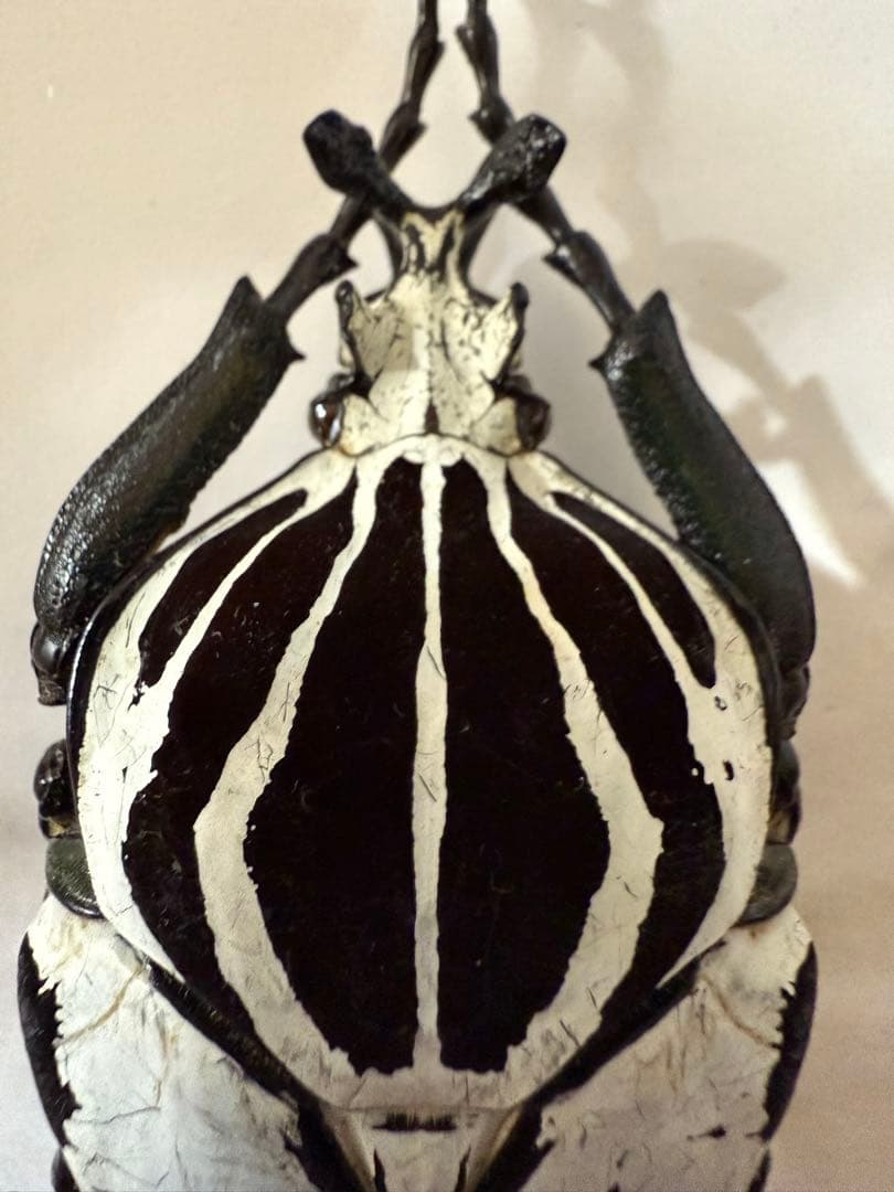 カメルーン ゴライアスオオツノハナムグリ 約93mm M8