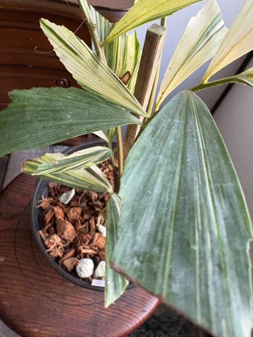 大株 クジャクヤシ斑入り Caryota mitis variegated 5号 - メルカリ