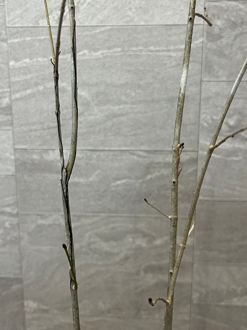 山採り天然 アオダモ 3本株立ち